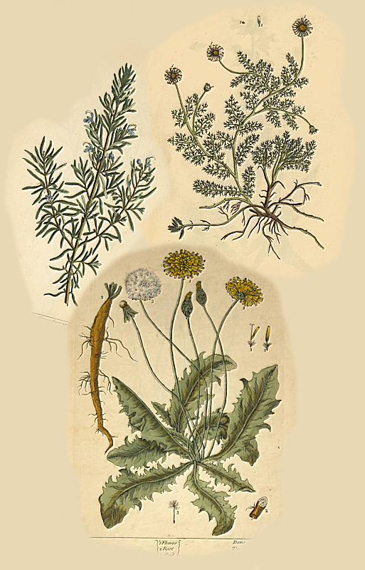 herbs