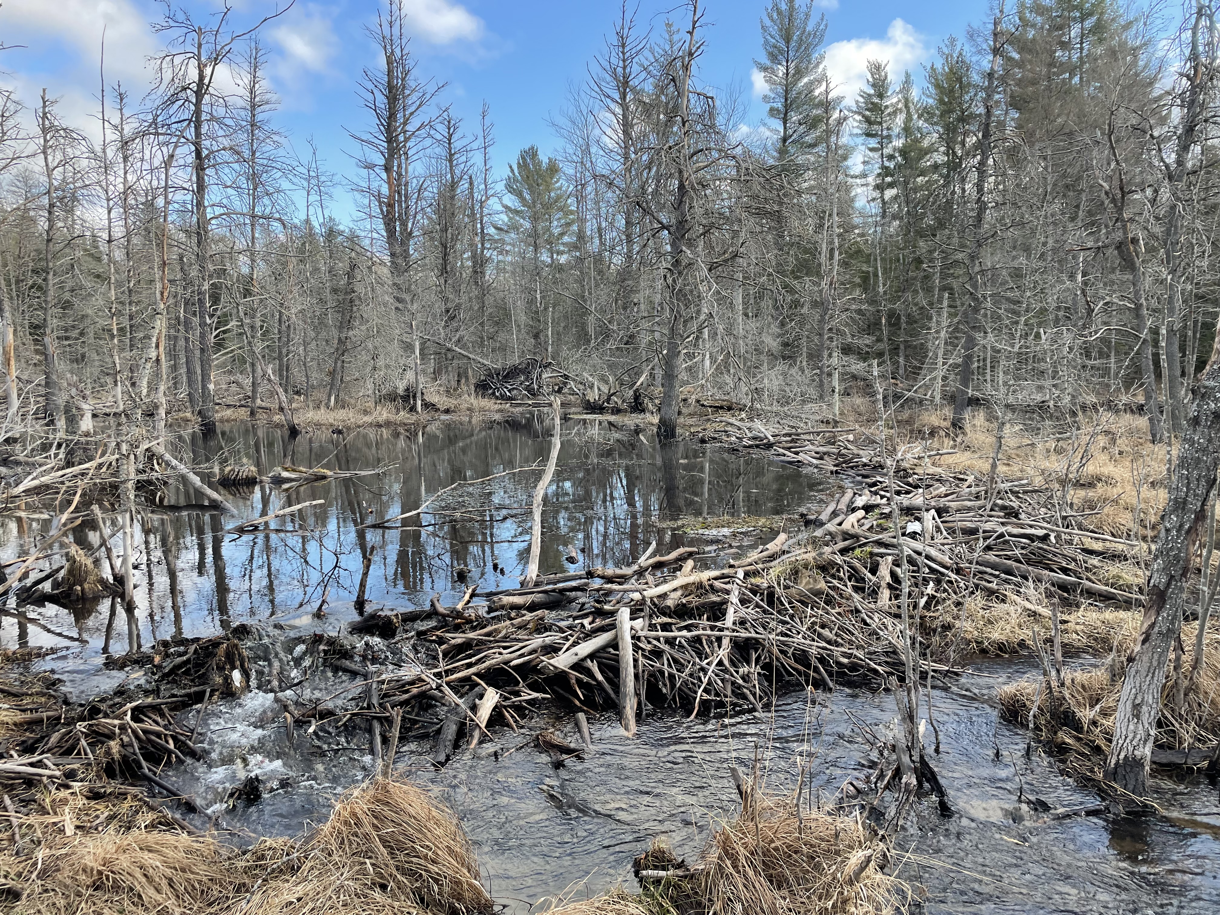 Beaver Medows